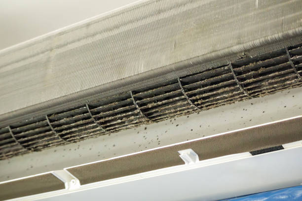 Best Air Duct Mold Removal  in International Falls, MN